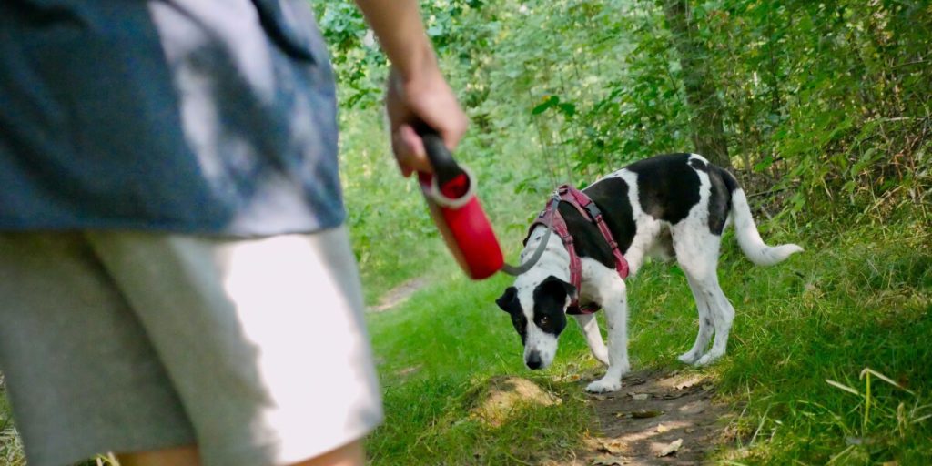Person walking a dog